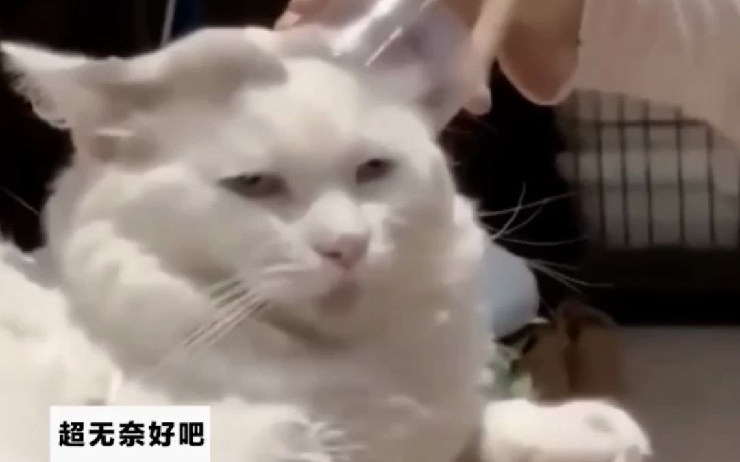 [图]猫咪被迫陪小主人玩，脸上露出一丝不悦的表情