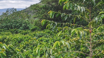 持续提供一杯好咖啡,这一轮好豆,分享我们和厄瓜多尔金杯竞拍豆的故事,预告片先睹为快哔哩哔哩bilibili