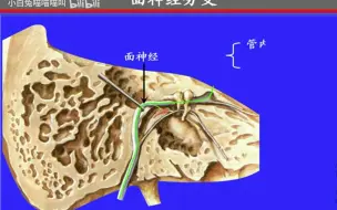 Download Video: 154.面神经——系统解剖学、局部解剖学——这一套就够了