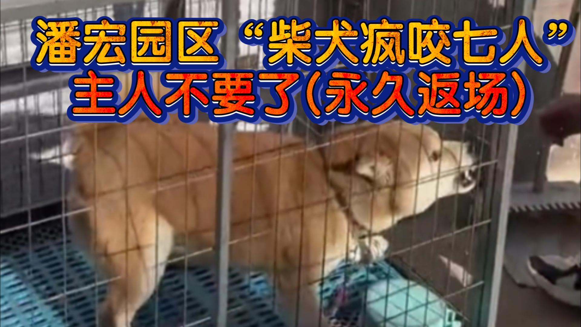 潘宏园区柴犬疯咬七人!牛牛二号”主人不要了(永久返场)哔哩哔哩bilibili