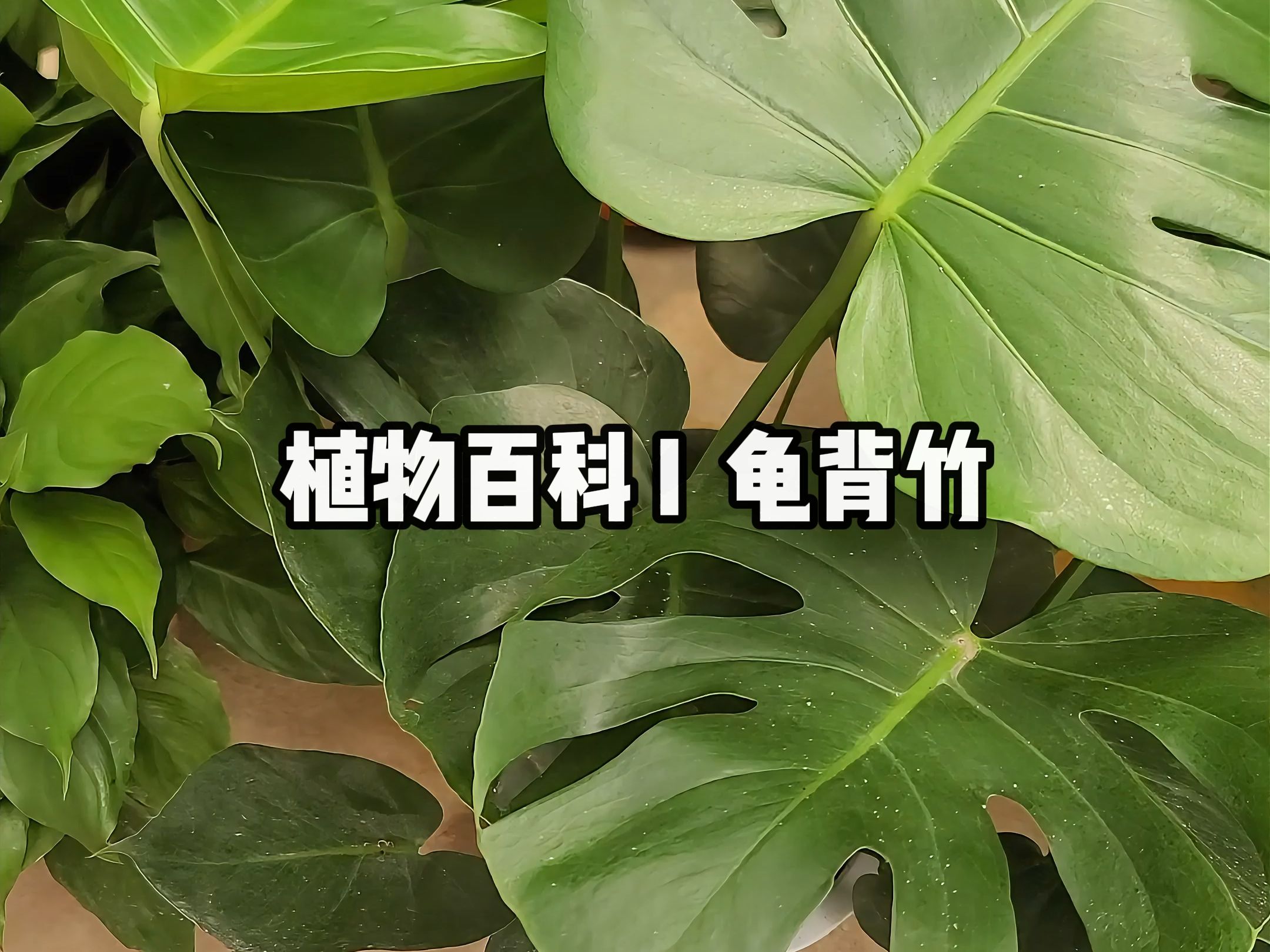 植物百科 I 龟背竹哔哩哔哩bilibili