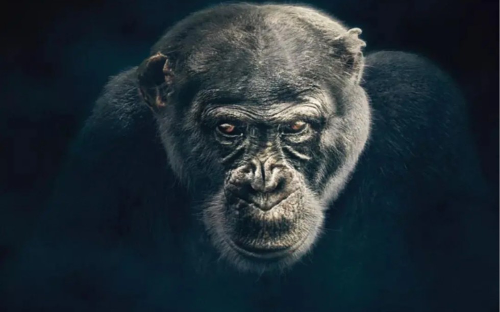 夏特克猩猩纪录片图片