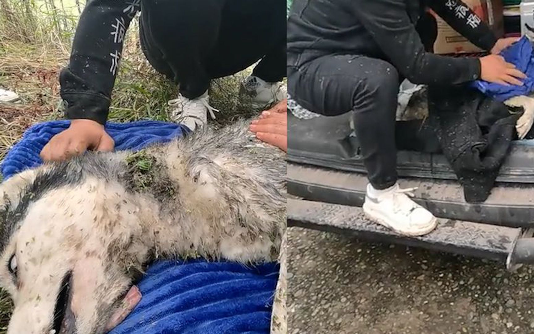 哈士奇咬死家禽被主人打杀,丢入池塘奄奄一息,画面曝光网友怒了