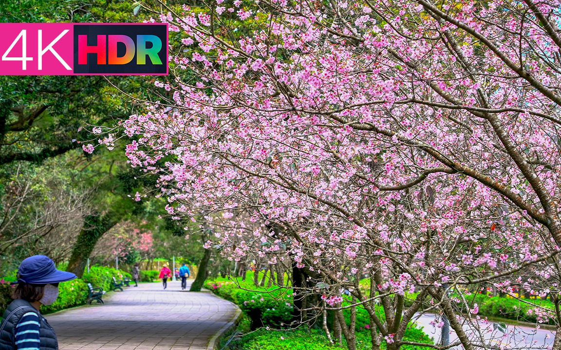 [图][4K HDR] 台北陽明山花季