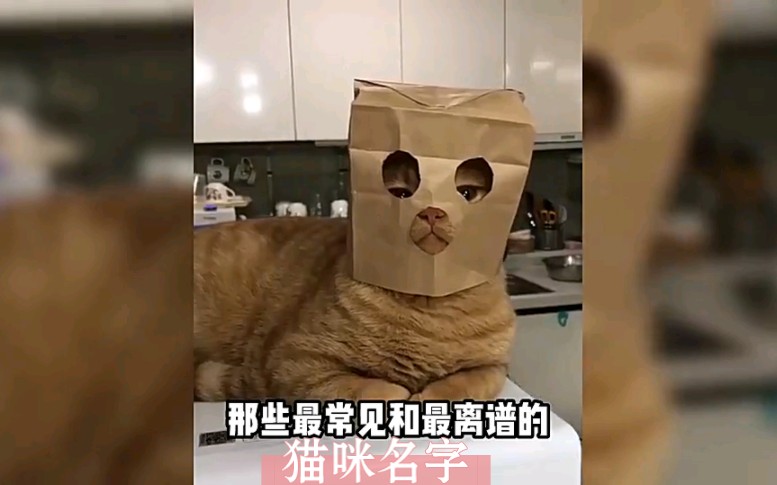 “那些离了大谱的猫咪名字…”哔哩哔哩bilibili