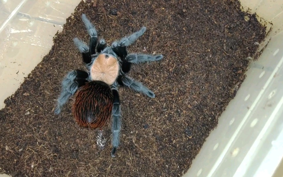 请去喝免费的茶,虽然我喜欢免费的东西(墨西哥金背红尾)brachypelma
