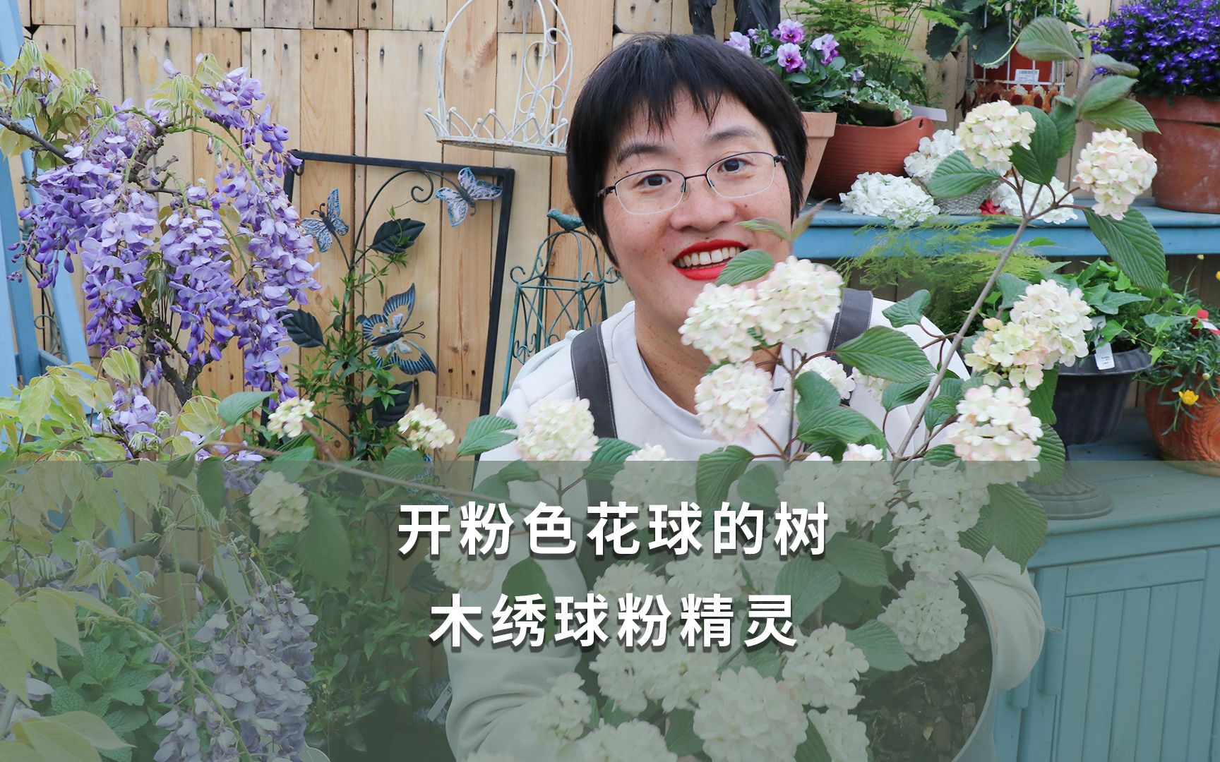 开粉色花球的树木绣球的精灵
