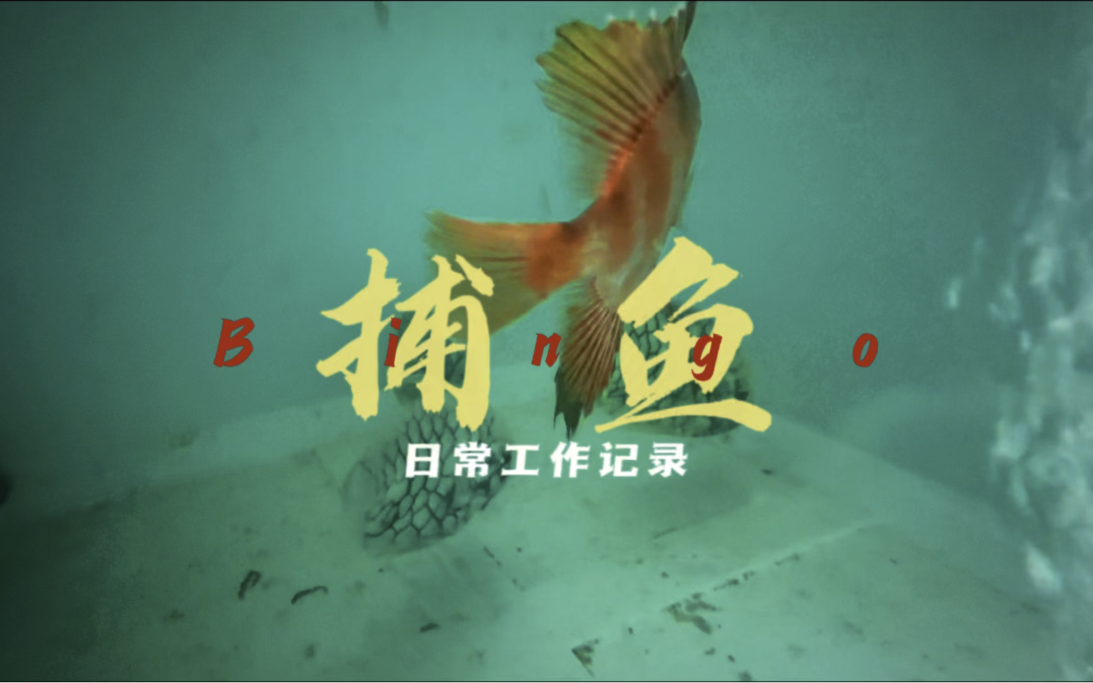 海底生物多样性,一些小生物也是值得被记录的.哔哩哔哩bilibili