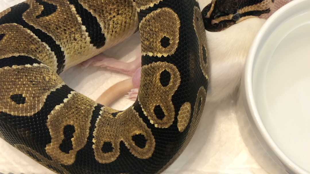野生球蟒第一次吃大白鼠