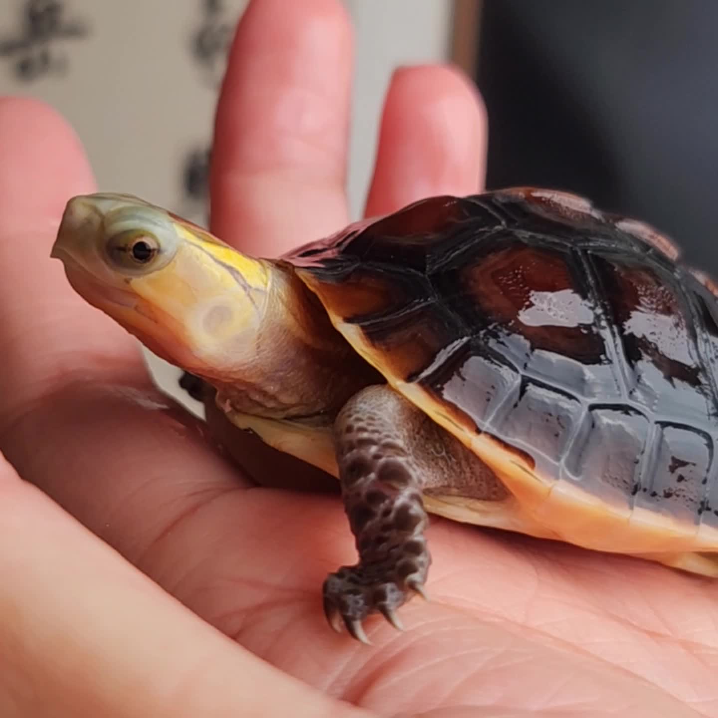 【双连台缘】短圆球体 高背基因已起背状态不错