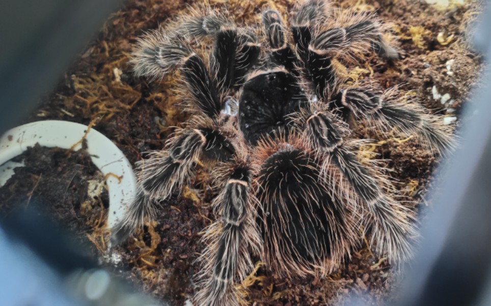 笨拙养蛛人给绝食蜘蛛喂秘制虫酱