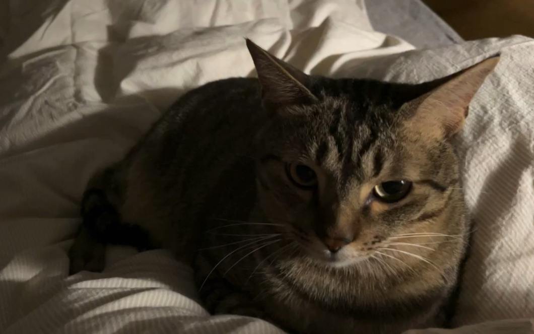 倔强的小狸花猫