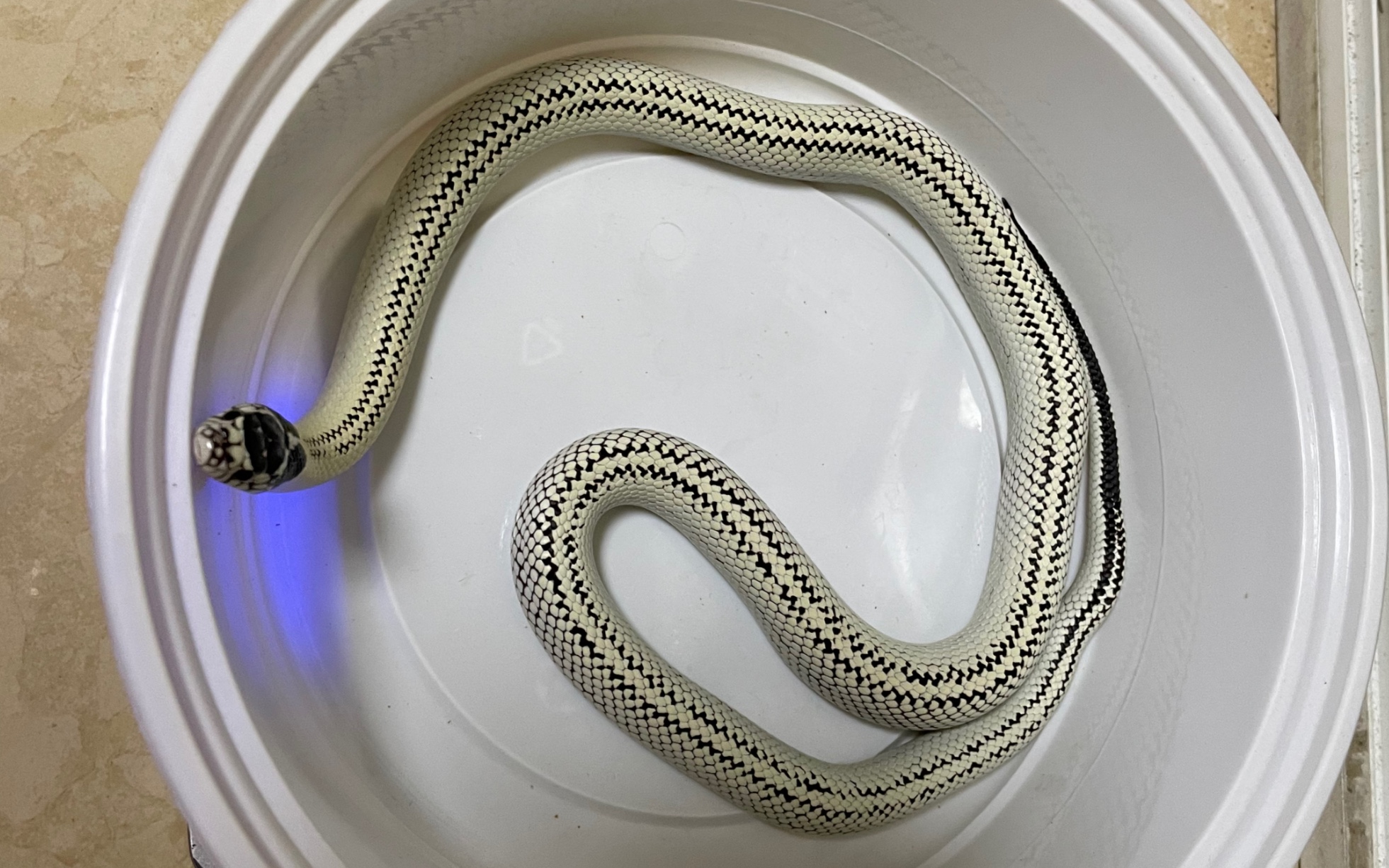 加州王蛇(高白反双直)喂食