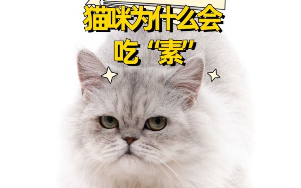 猫咪可以吃什么水果 这些人类食物猫能不能吃哔哩哔哩bilibili