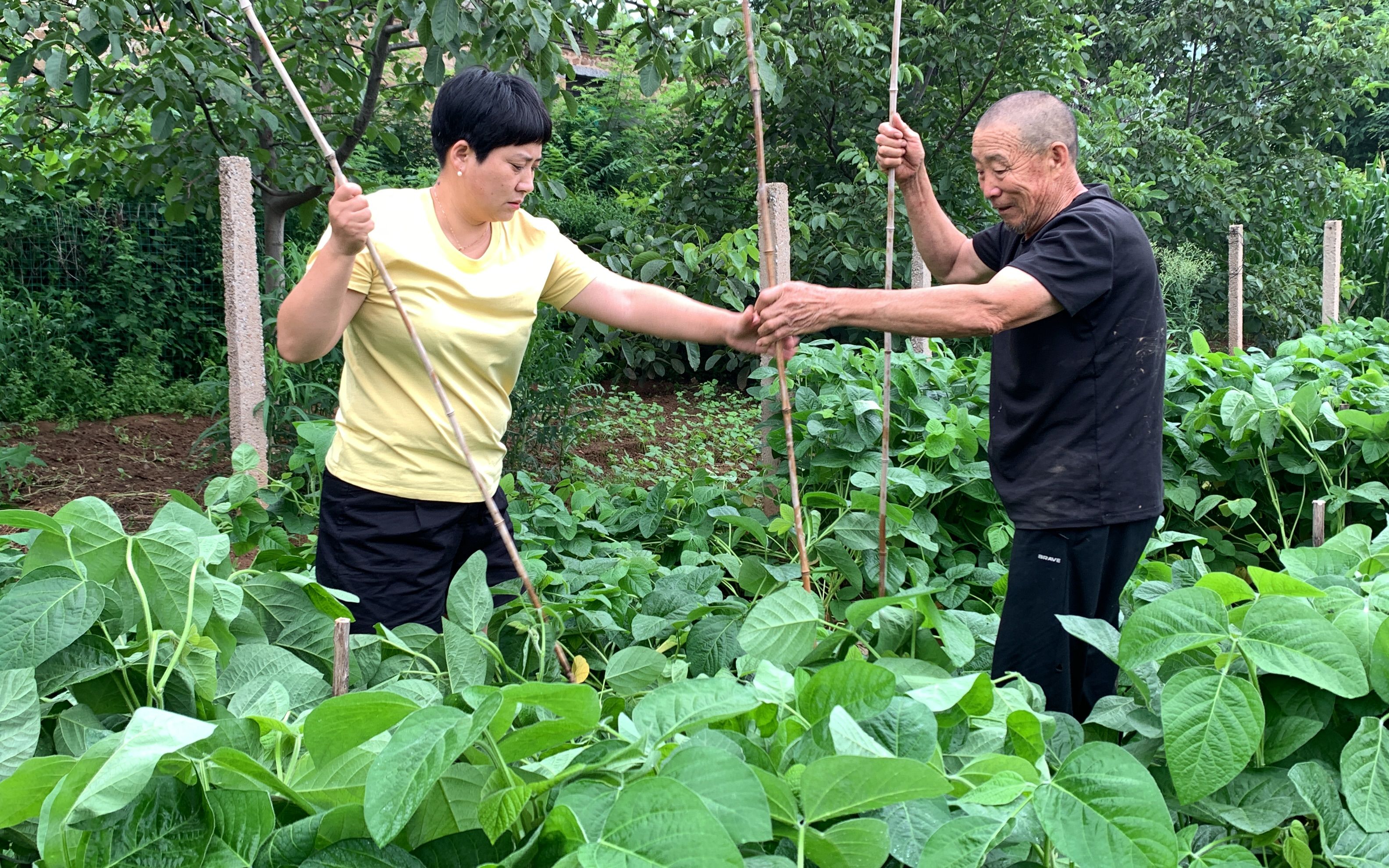 暴雨过后,黄豆秧倒了,二舅用这个办法扶正,一份耕耘一份收获哔哩哔哩bilibili