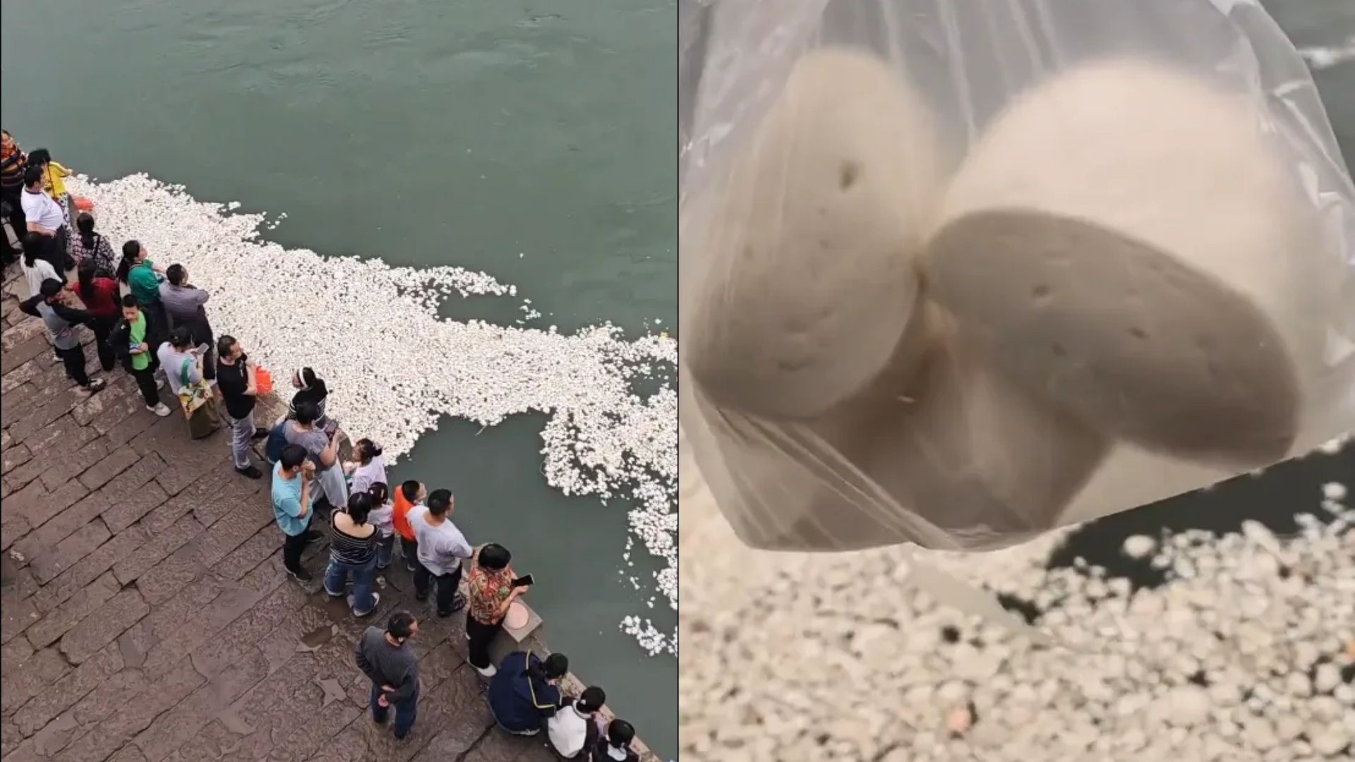 江面漂满白花花的馒头，有人一次买25个喂鱼，居民称“鱼都快吃吐了”