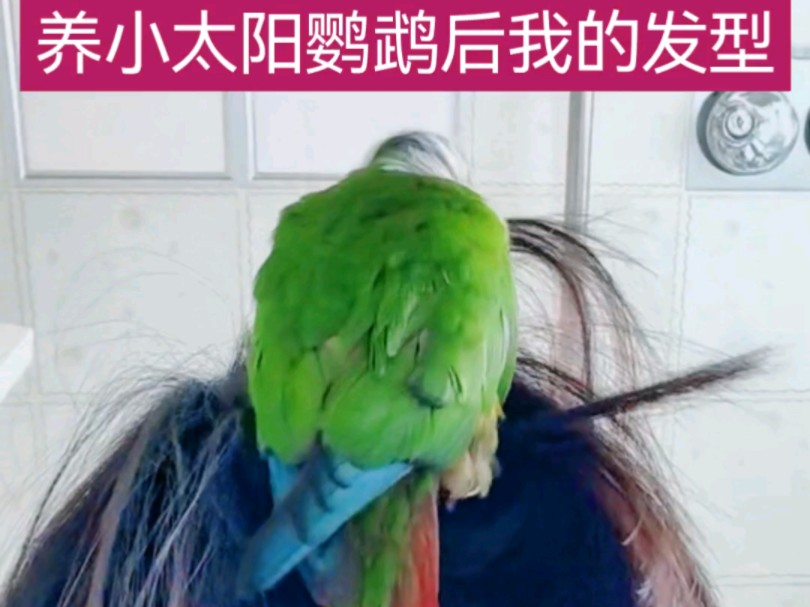 养小太阳鹦鹉后我的发型不由我做主了