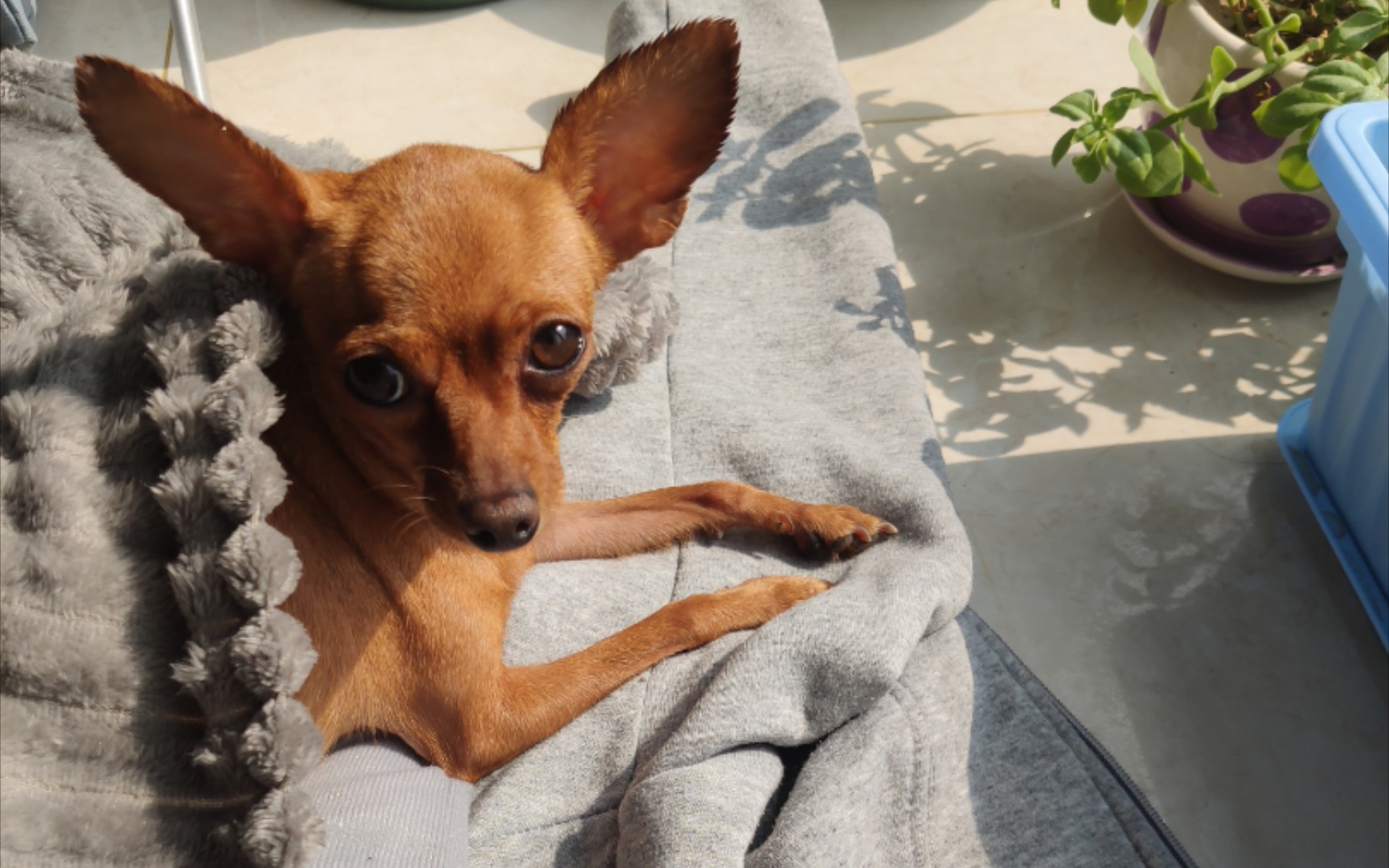 【小鹿犬】毛孩子的撒娇日常