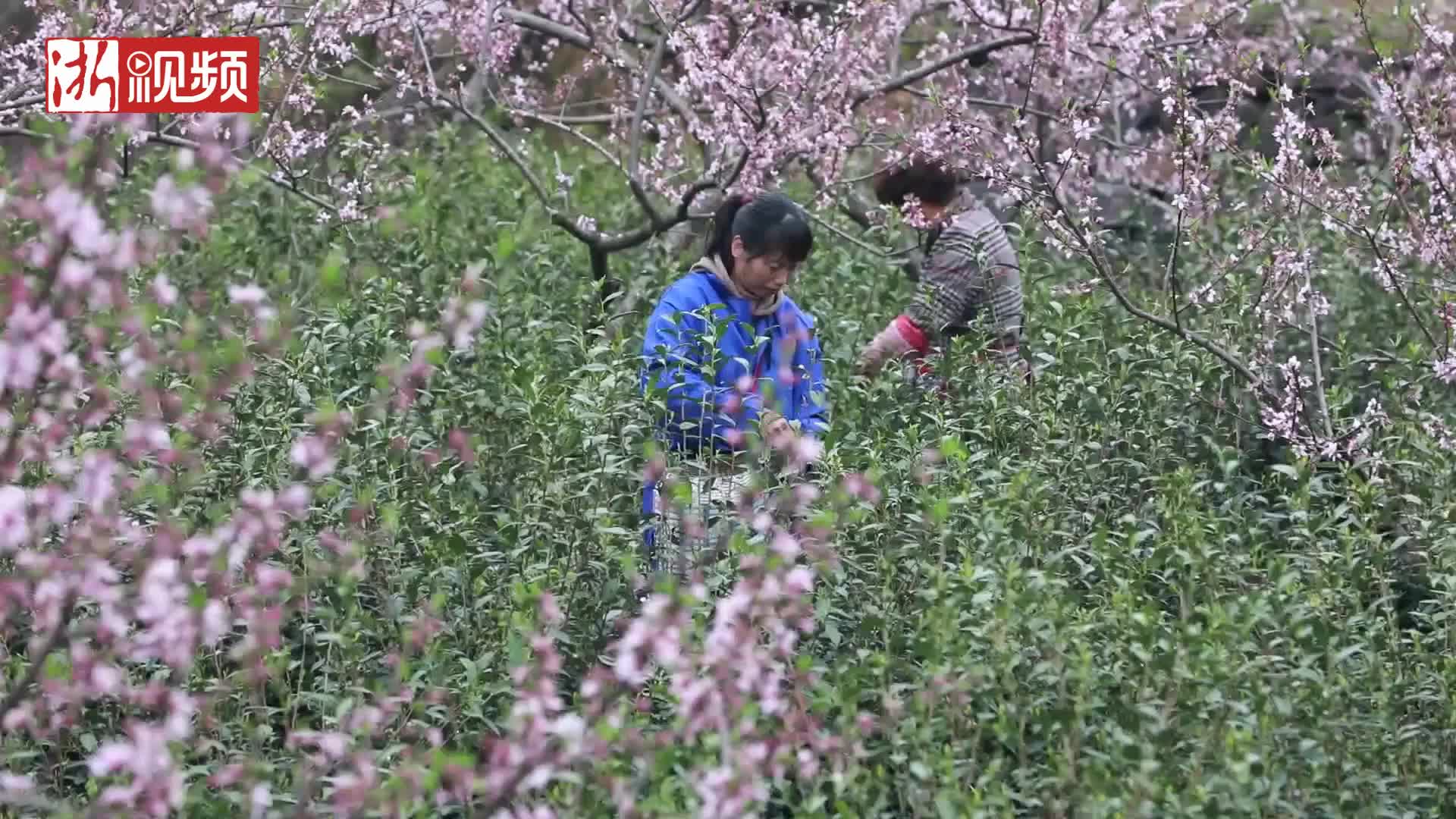 [图]“桃花源”里茶飘香