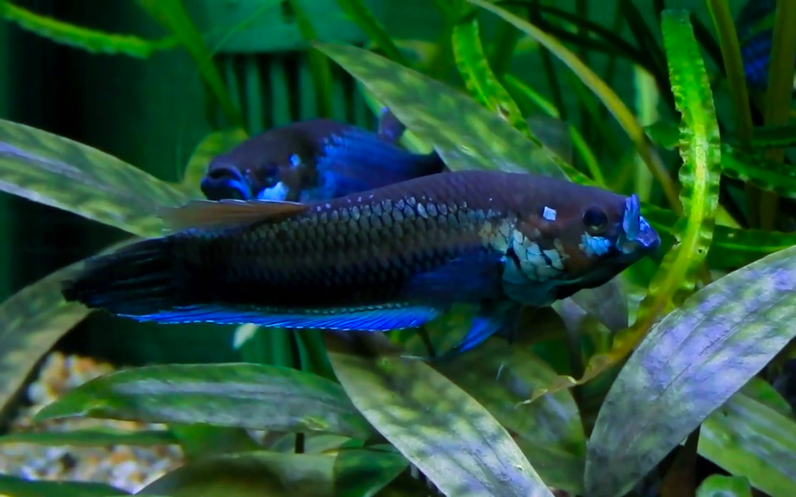 top10著名野生斗鱼,中华斗鱼排名如何?你心中的最靓仔斗鱼入选了吗?