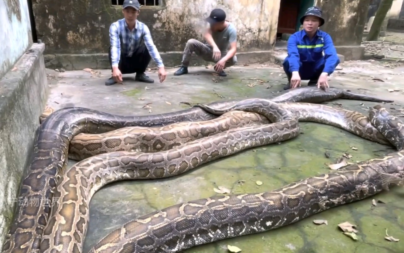 [图]蟒蛇养殖基地，好多条巨蟒