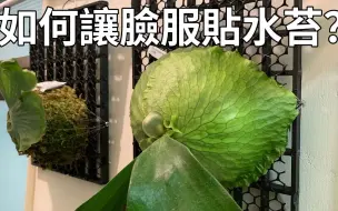 Descargar video: 利用這個特性，幫助鹿角蕨的營養葉（臉）服貼水苔！