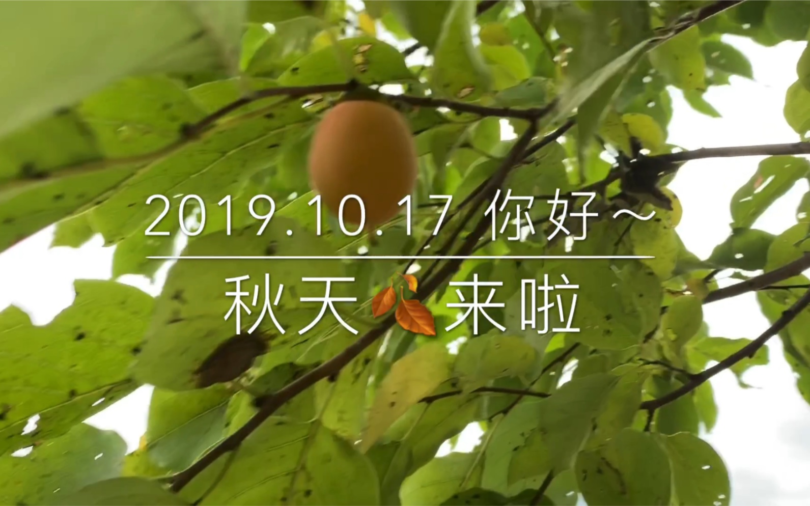 17 你好～ 秋天来了_哔哩哔哩_bilibili