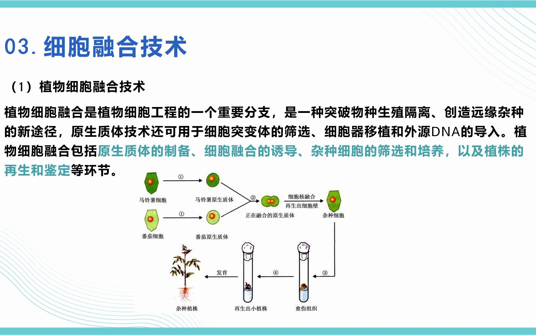 细胞融合技术与应用医学技术类2205班 张诗舒、陶丽珍哔哩哔哩bilibili