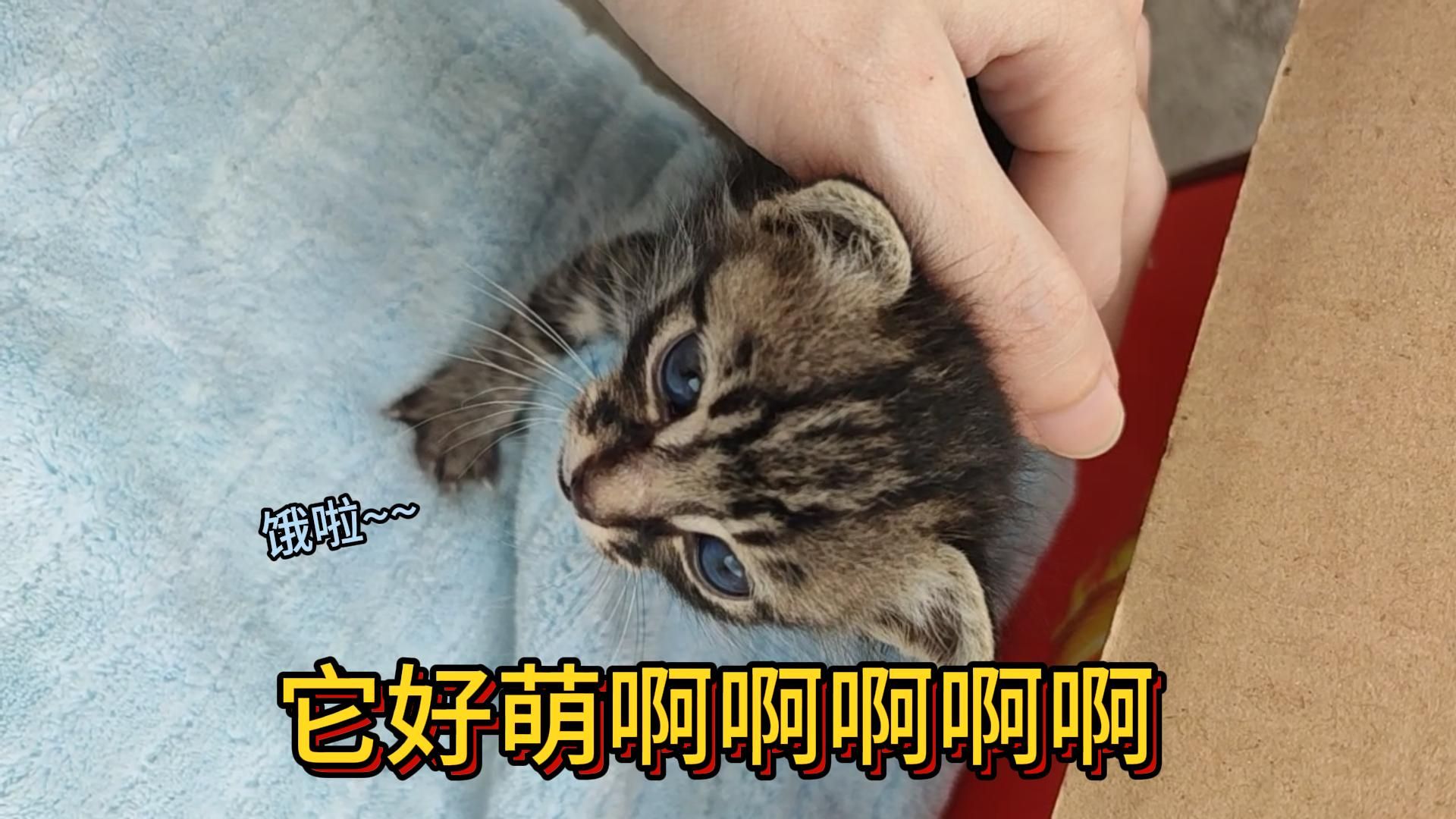 捡猫第10天,它有名字啦~叫福福啦~福大命大,平安长大!哔哩哔哩bilibili