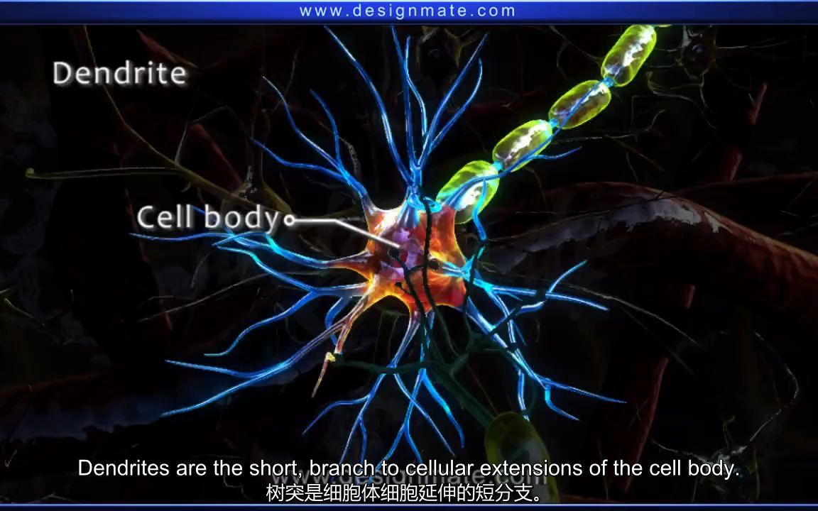 神經元結構structureofneuron