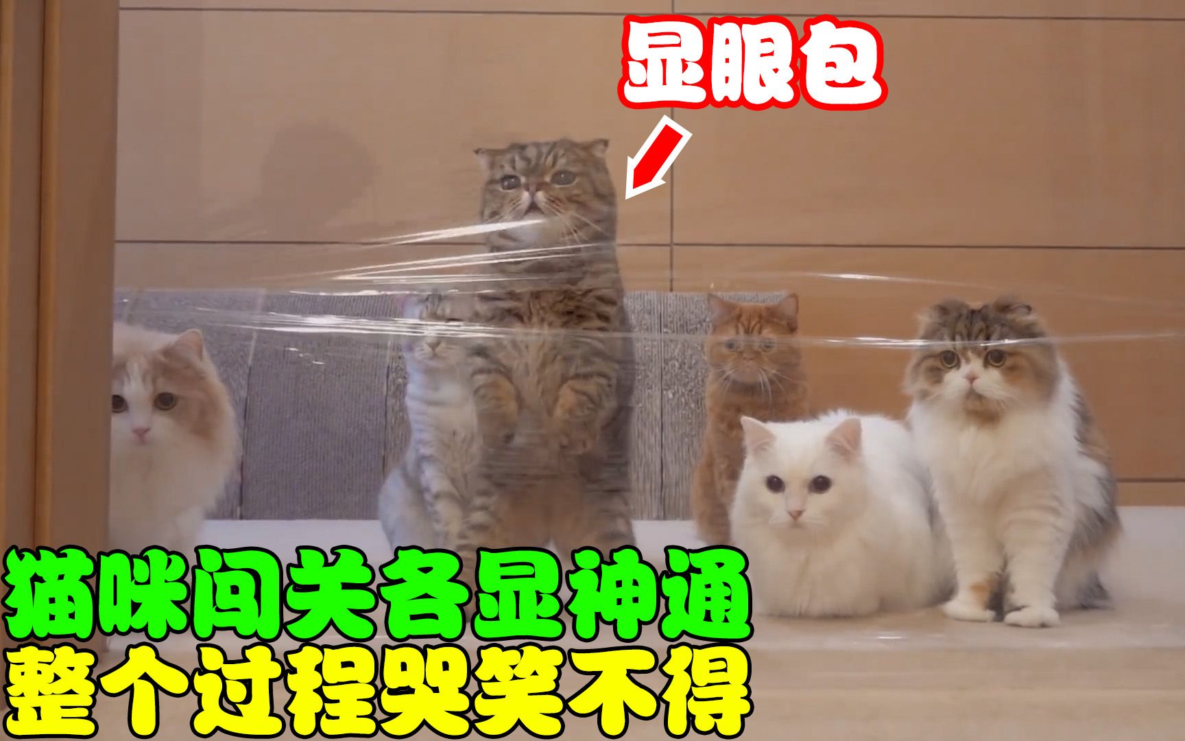 猫咪闯关各显神通,整个过程哭笑不得,哪里都有显眼包!哔哩哔哩bilibili