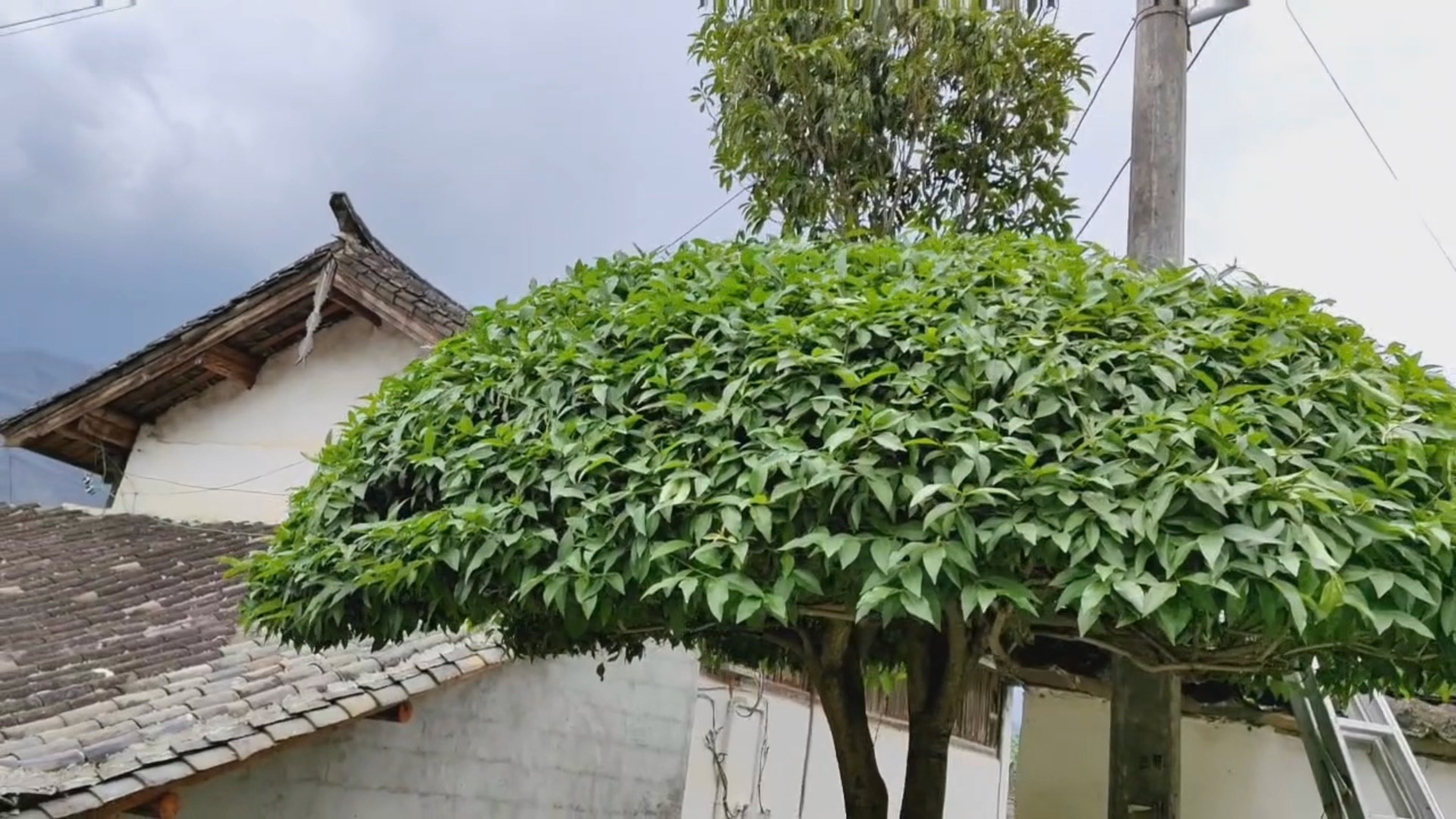 五年前嫁接的桂花树,今年又要开花了,今天修剪一下