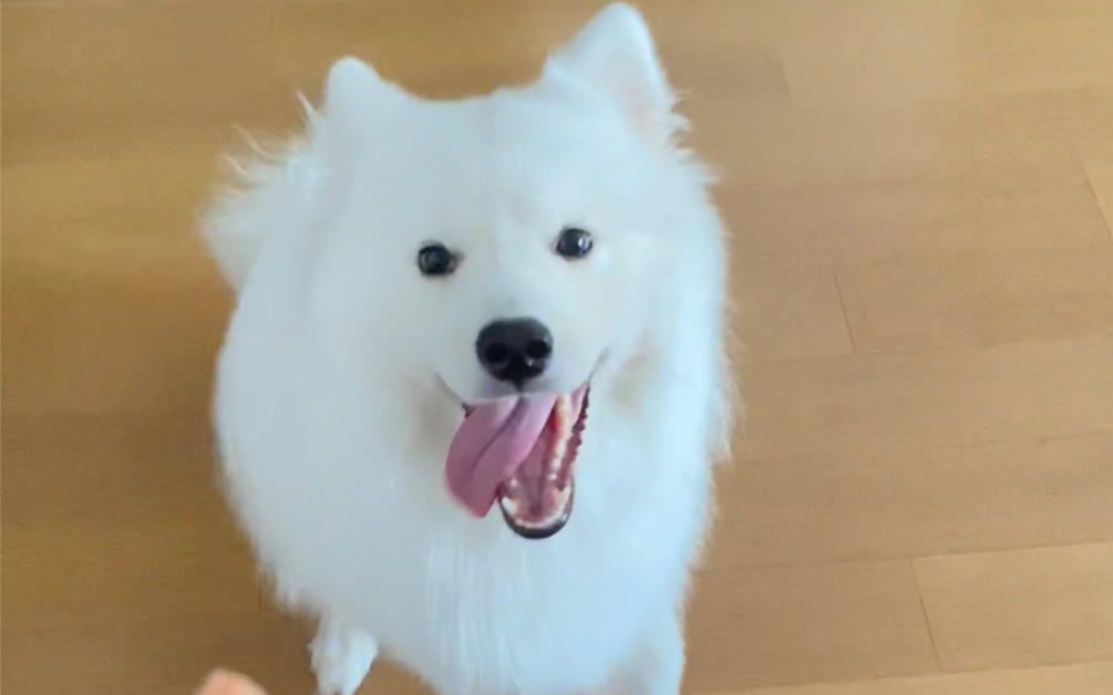 伸手不打笑脸狗啊