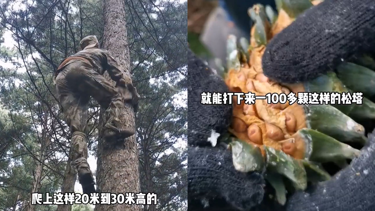 美味的松子是怎么采摘的看完后网友称和松鼠抢吃的不容易啊