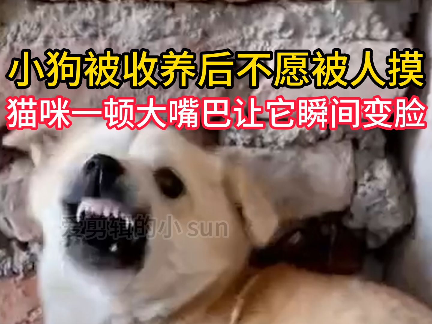欠收拾?小狗被收养后不愿被人摸,猫咪一顿大嘴巴让它瞬间变脸