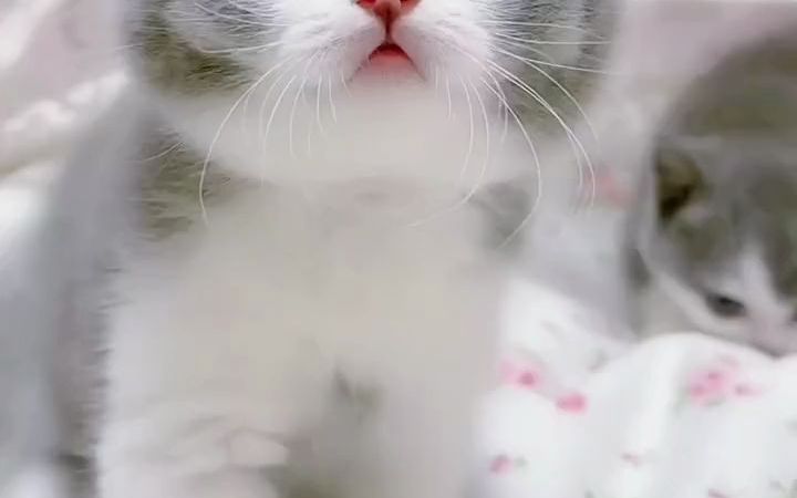 蓝白 #英短蓝白 #蓝白猫咪 #cfa赛级猫北京哪里能买到健康的纯种英短