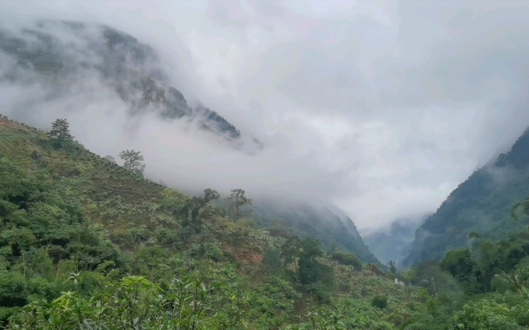 走进云雾缭绕的滇东南石灰岩热带山地雨林哔哩哔哩bilibili