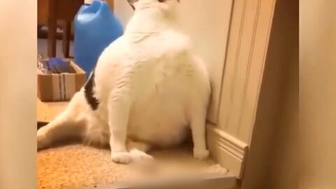 怀旧服 野德 60级练级指南 包括 天赋 宏 技能使用 魔兽世界熊t熊德小德升级本杰明 哔哩哔哩 つロ干杯 Bilibili