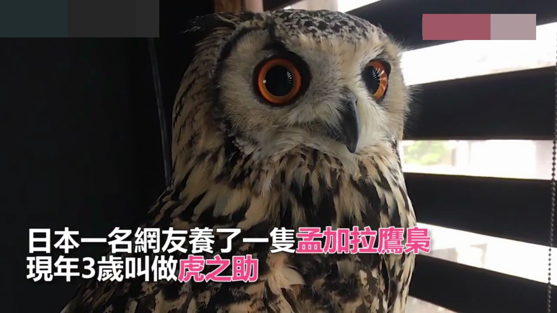 超魔性猫头鹰奔跑短片 网友看崩溃:无法停止的重播!