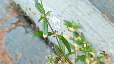 先苦堂带你识百草之'伞房花耳草'哔哩哔哩bilibili