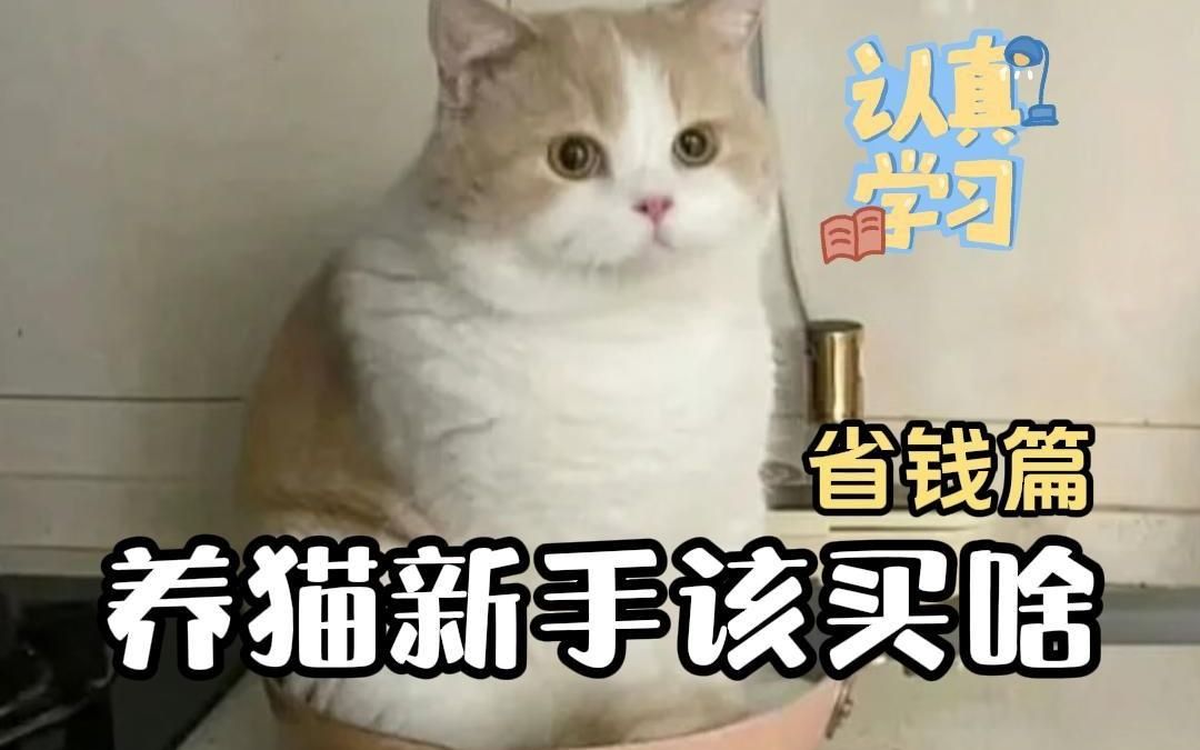 新手抄作业 | 第一次养猫要准备什么哔哩哔哩bilibili