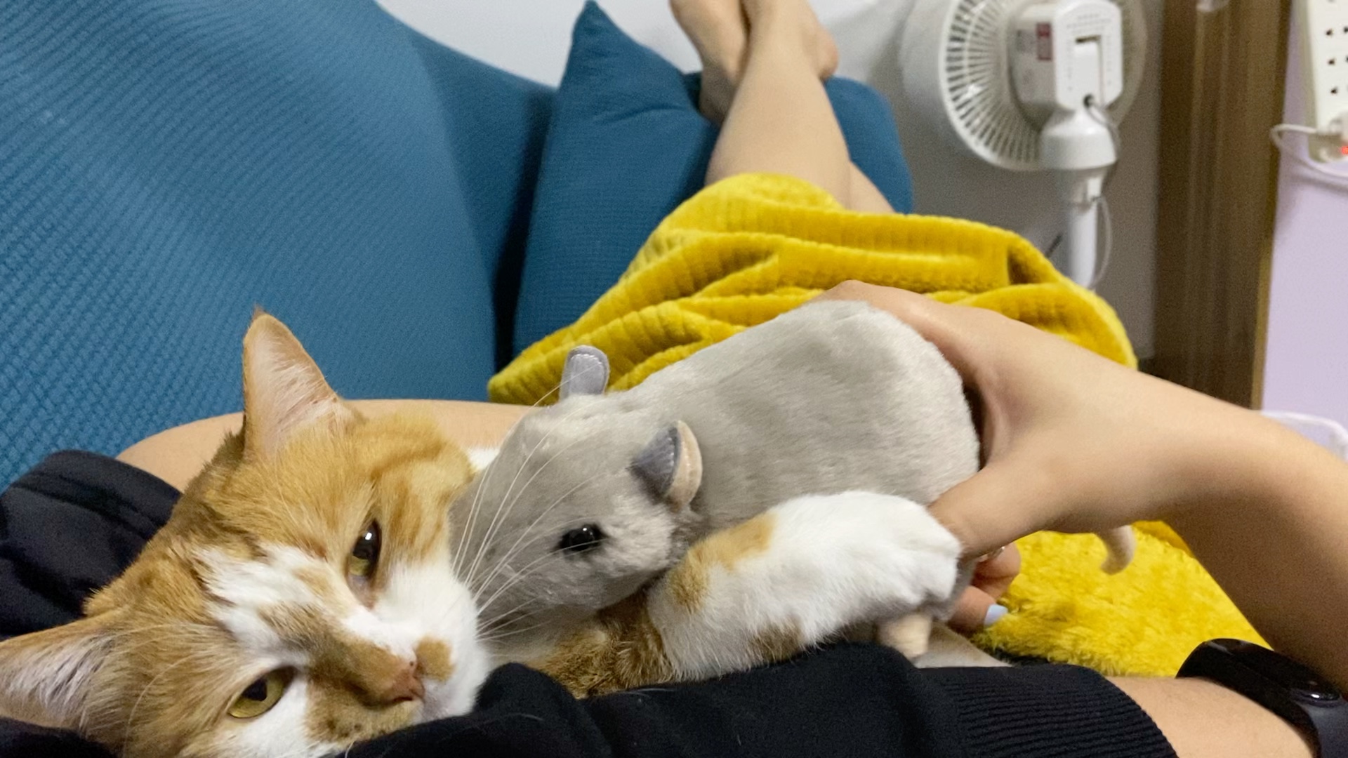 vlog萌宠日常 吃猫鼠娘舅