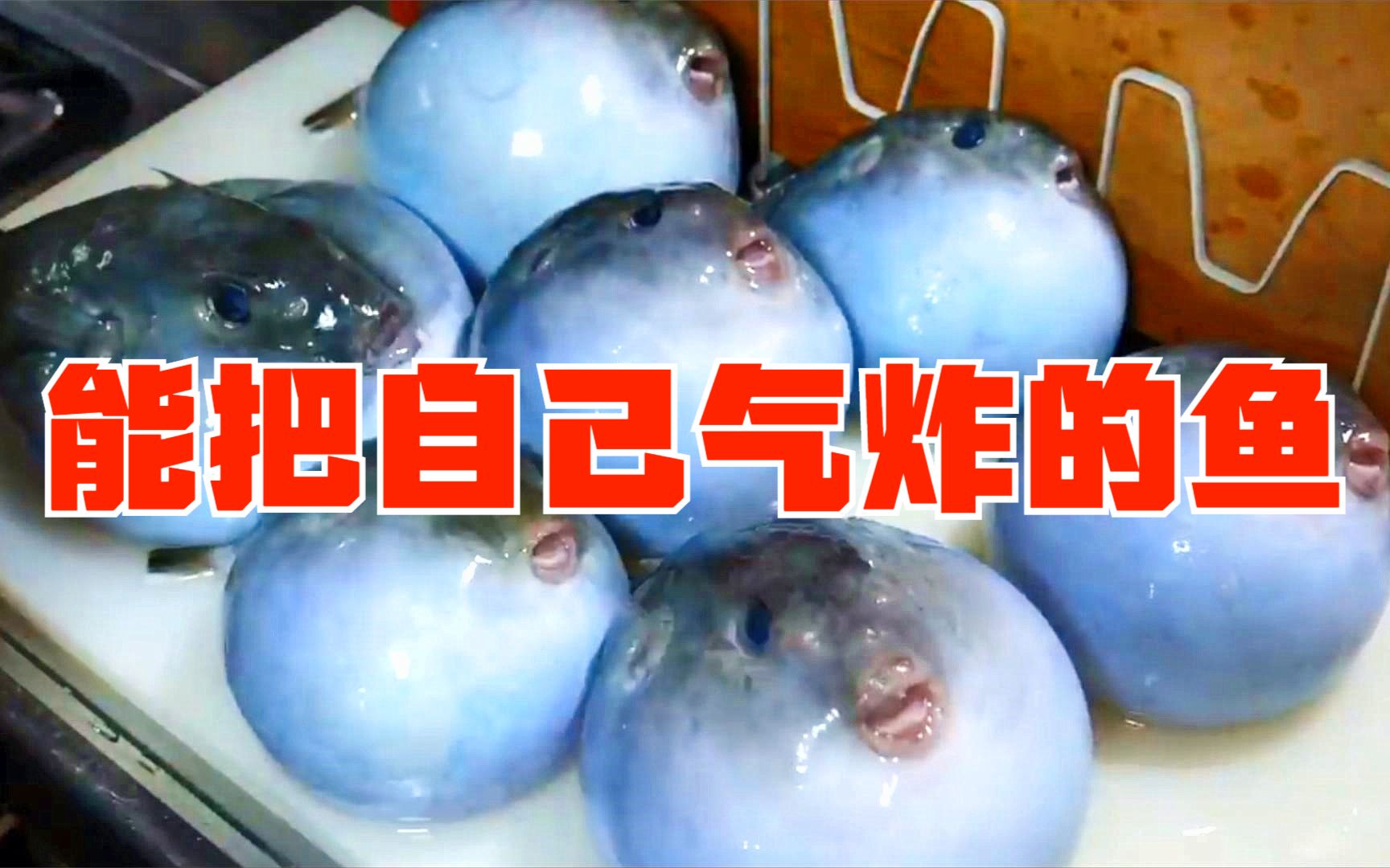 观赏鱼爱生气能把自己变成球一不小心肚子就炸开了