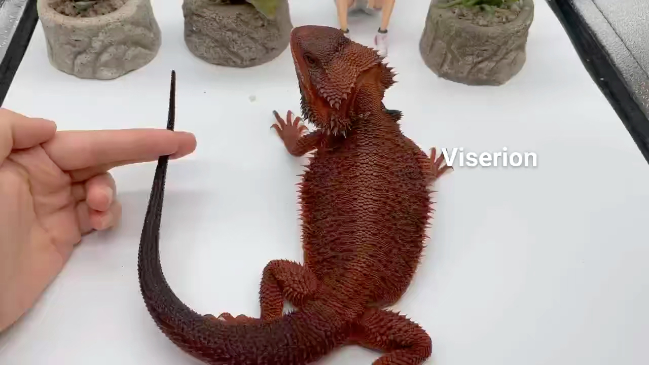 鬃狮蜥|无可挑剔的黑甲果冻[加油]每个人都想拥有一只的家伙期待未来