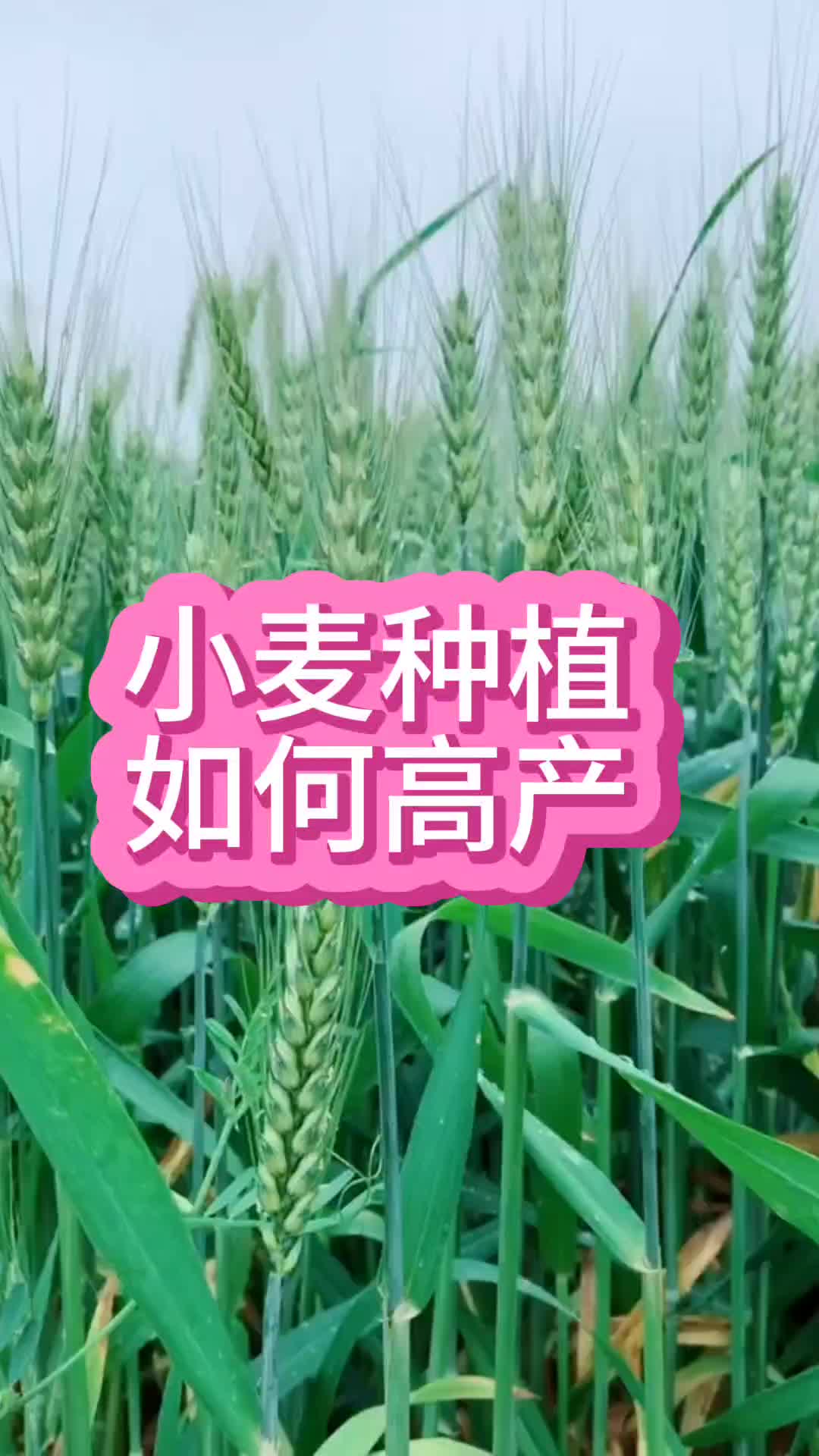 小麦种植如何高产哔哩哔哩bilibili