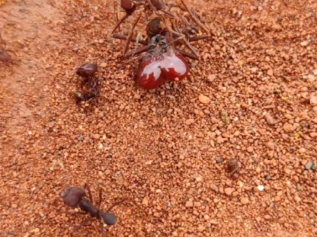 切叶蚁与切叶蚁的战争,光滑芭切叶蚁同族之间的冲突