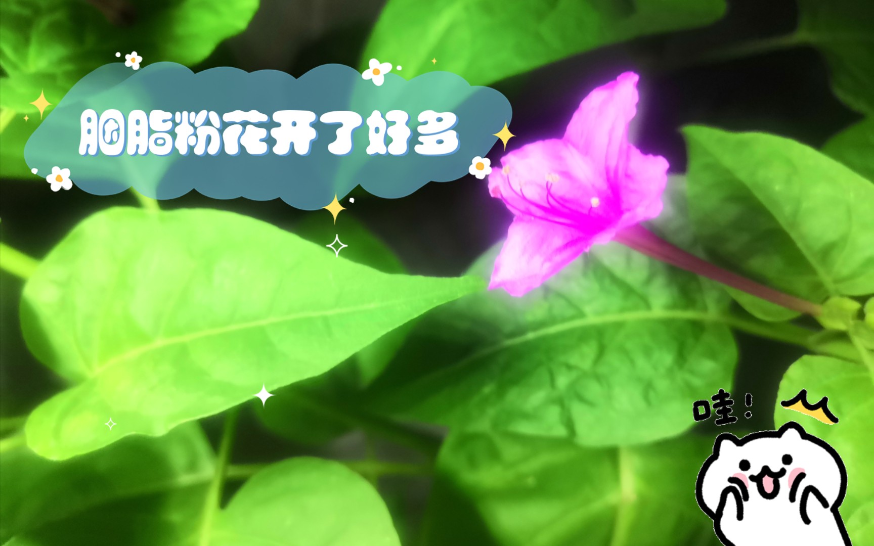 种植的胭脂粉花开了好多哔哩哔哩bilibili