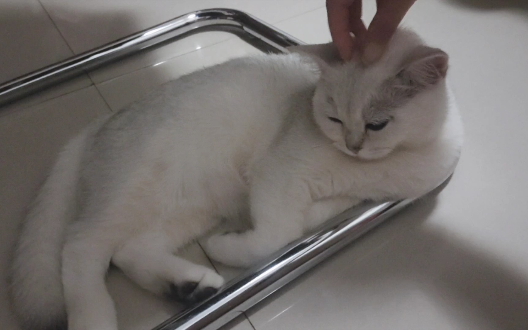 纯手动猫咪灵魂提取器