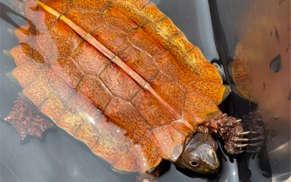 半水龟中,体型最小的品种枫叶龟:次变异枫叶龟,左前右前都是8爪,八爪