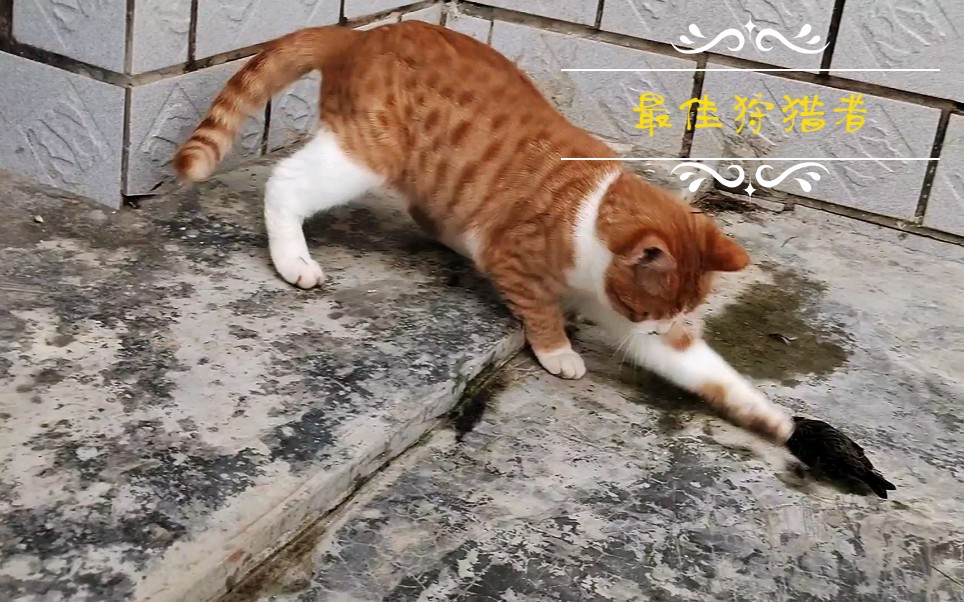 #宠物猫会抓老鼠吗?把老鼠放进猫笼里会被抓住还是会愉快哔哩哔哩bilibili